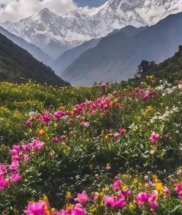 Flores de Badimalika