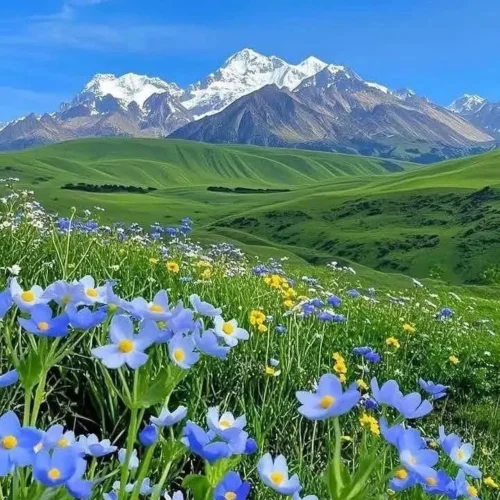 Badimalika flowers