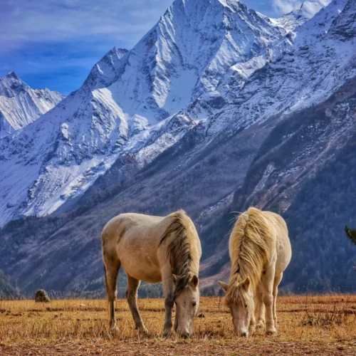 Trek Trek Nepal