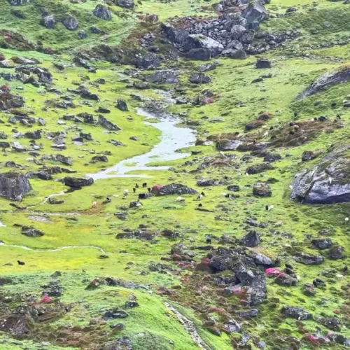 Trek de Gosainkunda Helambu, verde