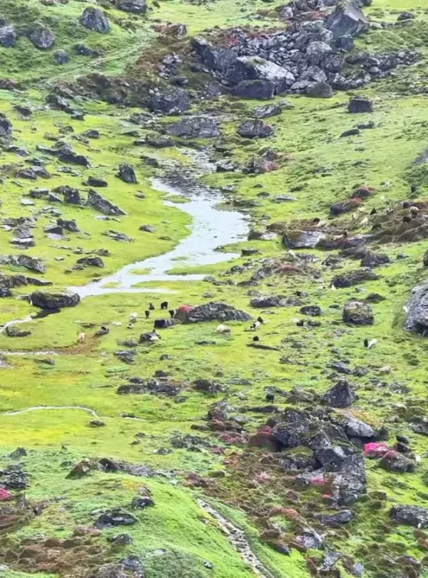 Gosainkunda helambu trek , green