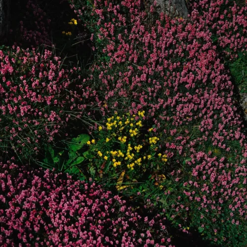 Flores de Gosainkunda Helambu Trek