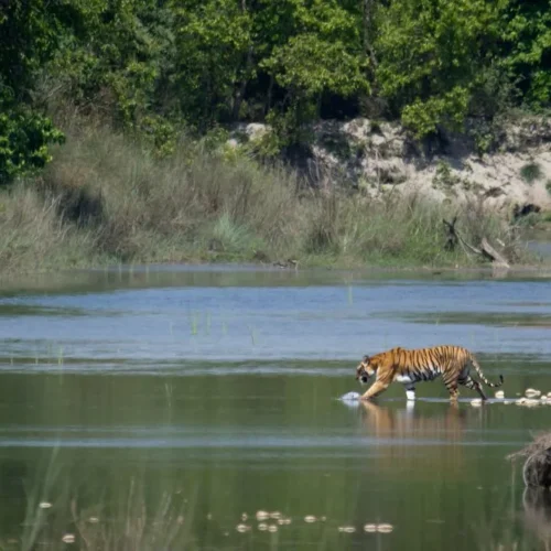 Trek de la photographie de la faune au Népal