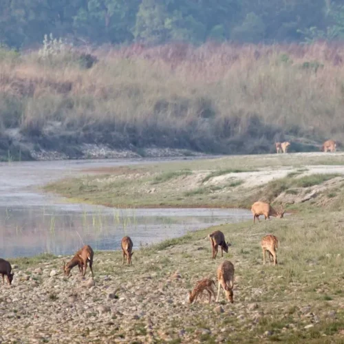 Trek de la photographie de la faune au Népal