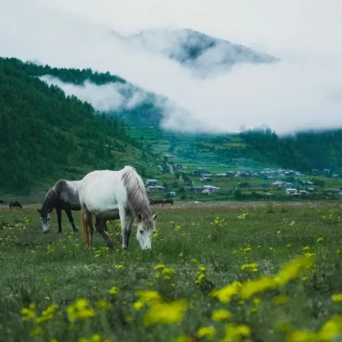 Trek de la photographie de la faune au Népal