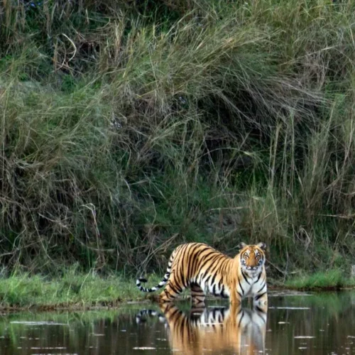 Trek de la photographie de la faune au Népal