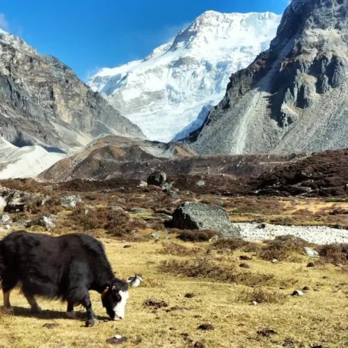 Kanchenjunga-Basislager